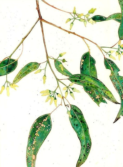 eucalyptus buds gum leaves and blossoms watercolour on paper mango frooty