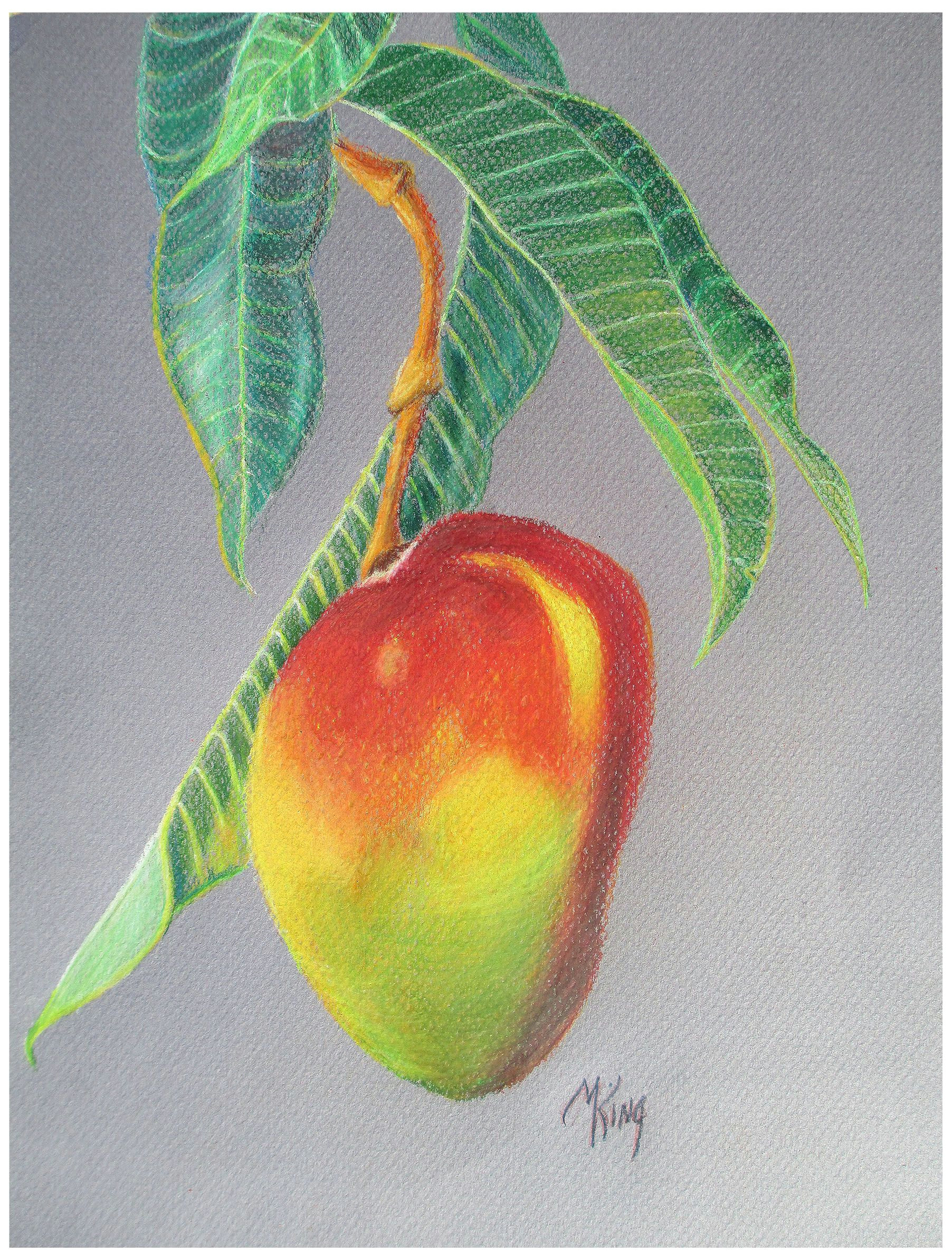 mango i could not resist drawing this luscious fruit