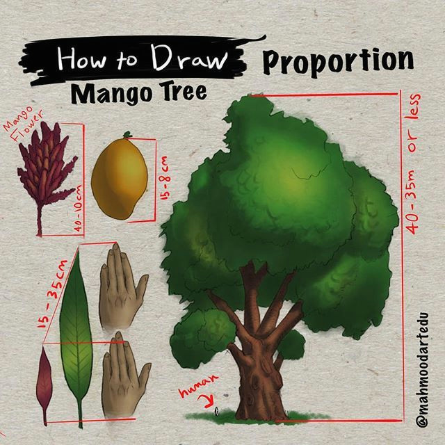 u u u oao o u o o o o c o u u o u o u o u u u o o o oa how to draw the mango tree proportion art edu how to draw tutorial howtodraw proportion anatomy forms steps
