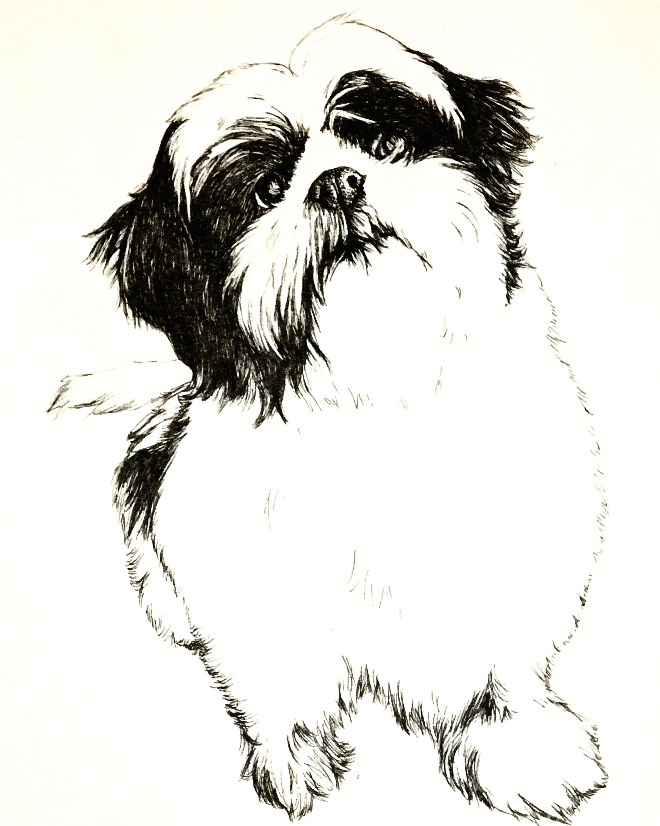 my shih tzu puppy zizou in black ink pens this is an idea