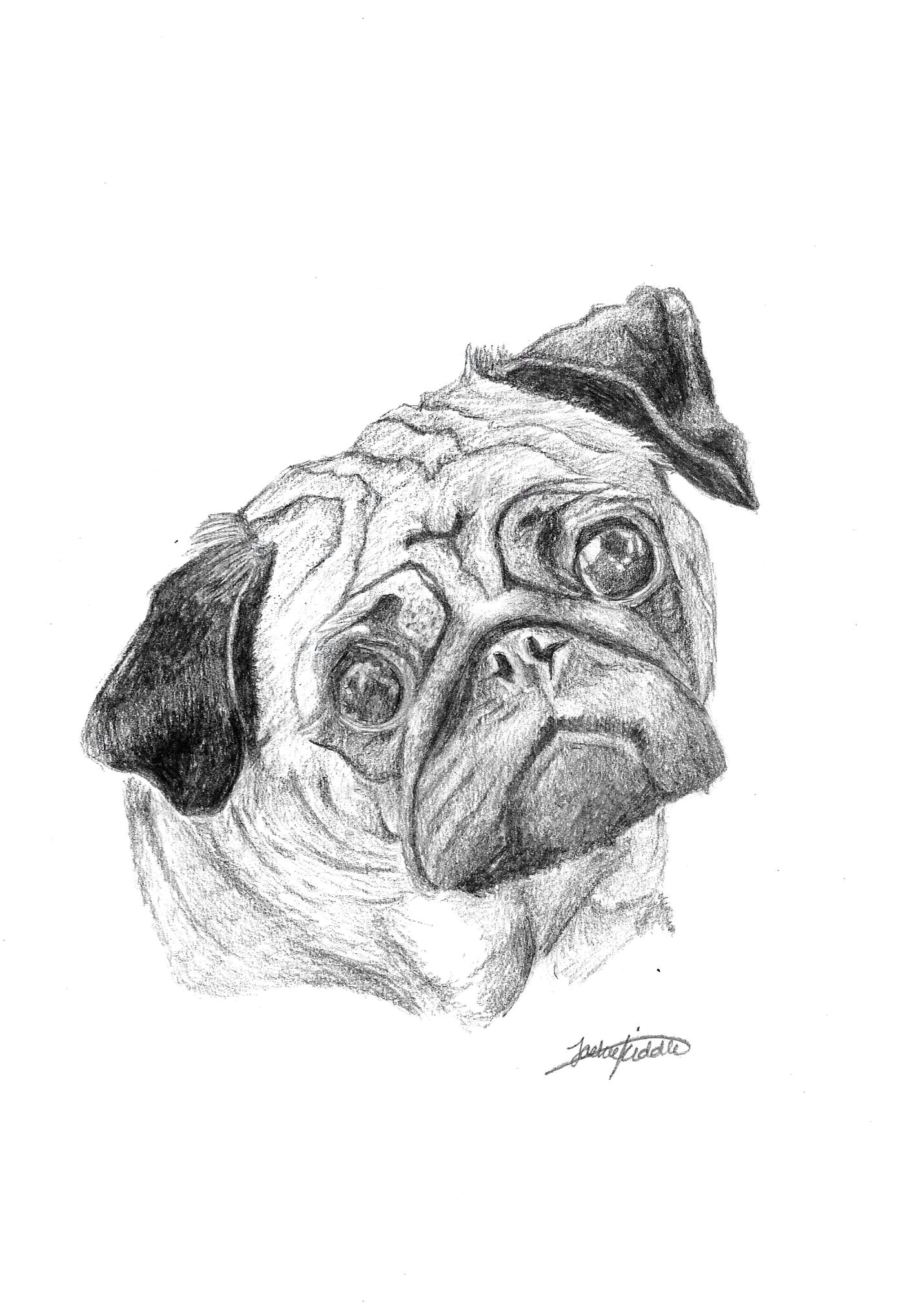 pug 25 print art drawing ww petsbypencil co nz my website