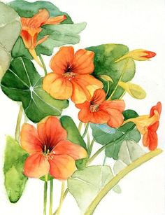 a c a c c ae ae e c a a ao a c watercolor drawing watercolor flowers