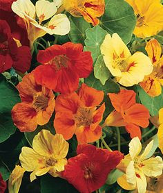 nasturtium tropaeolum majus cottage garden plants garden seeds citrus garden flower images