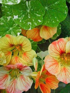 garden nasturtiums