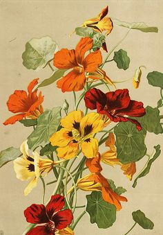 ellen fisher nasturtiums late 19th century