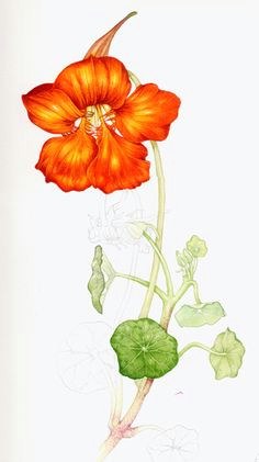 i love nasturtium plants so illustrating this one was a lot of fun slightly