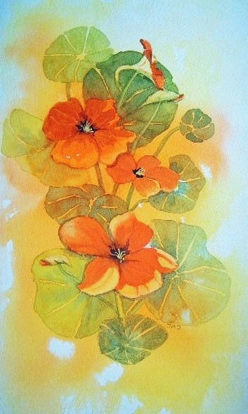 nasturtiums judith jerams france