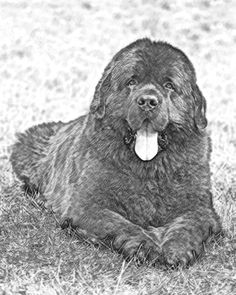 newfy pencil drawing from local artist dog pencil drawing pencil art pencil drawings