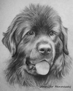 newfoundland dog by sheebaa on deviantart terra nova newfoundland puppies mastiff dogs