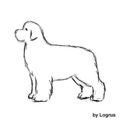 how to groom your newfoundland this is for showing but some good tips newfoundland puppies