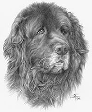 pencil drawing of dog looks like mrs o leary from percy jackson pencil
