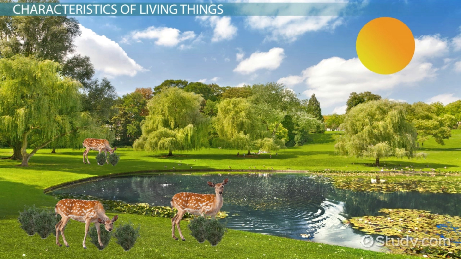 characteristics of living things thumbnail 175311 jpg
