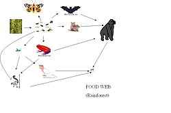 a foodweb of rainforest organisms