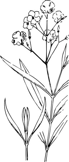 oleander outline clip art at clker com vector clip art online