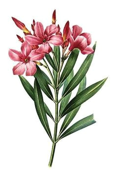 oleander botanical drawings botanical illustration botanical prints nerium flower tattoos mandala