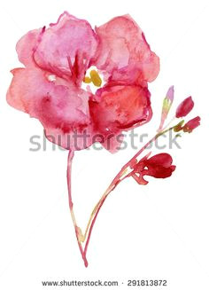 watercolor oleander flowers nerium oleander apocynaceae the blossoming branch of a pink oleander isolated on a white background