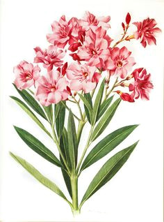 1972 vintage oleander print pink flowers by frenchvintageprints vintage flower prints vintage flowers pink