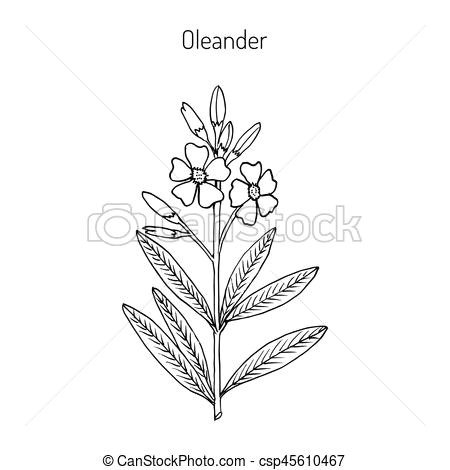 oleander nerium oleander clip art vector csp45610467 jpg