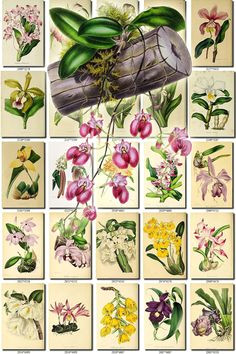 orchids 26 flowers collection of 210 vintage images comparettia acineta air pictures high resolution digital download printable orchidaceae