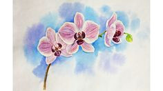 drawing lessons how to draw an orchid whatercolour flower youtube step by step