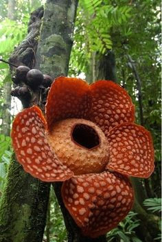rafflesia arnoldii the corpse flower the biggest flower in the world found in indonesia it s rare and smells like rotting meat