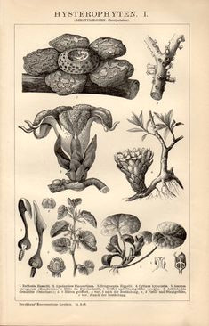 1898 parasitic plants antique print vintage by craftissimo on etsy 12 95 botanical drawings