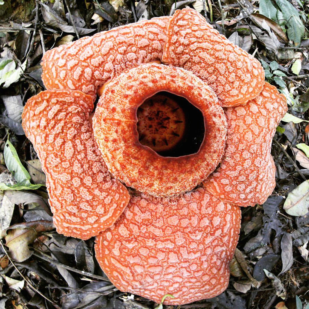 rafflesia bloom biggest sumatra nationalparks gunugleuser greenlife volunteer