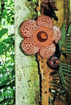 rafflesia cantleyi