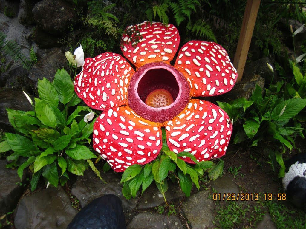 rafflesia flower in sabah malaysia the biggest flower alone without tree or leaf