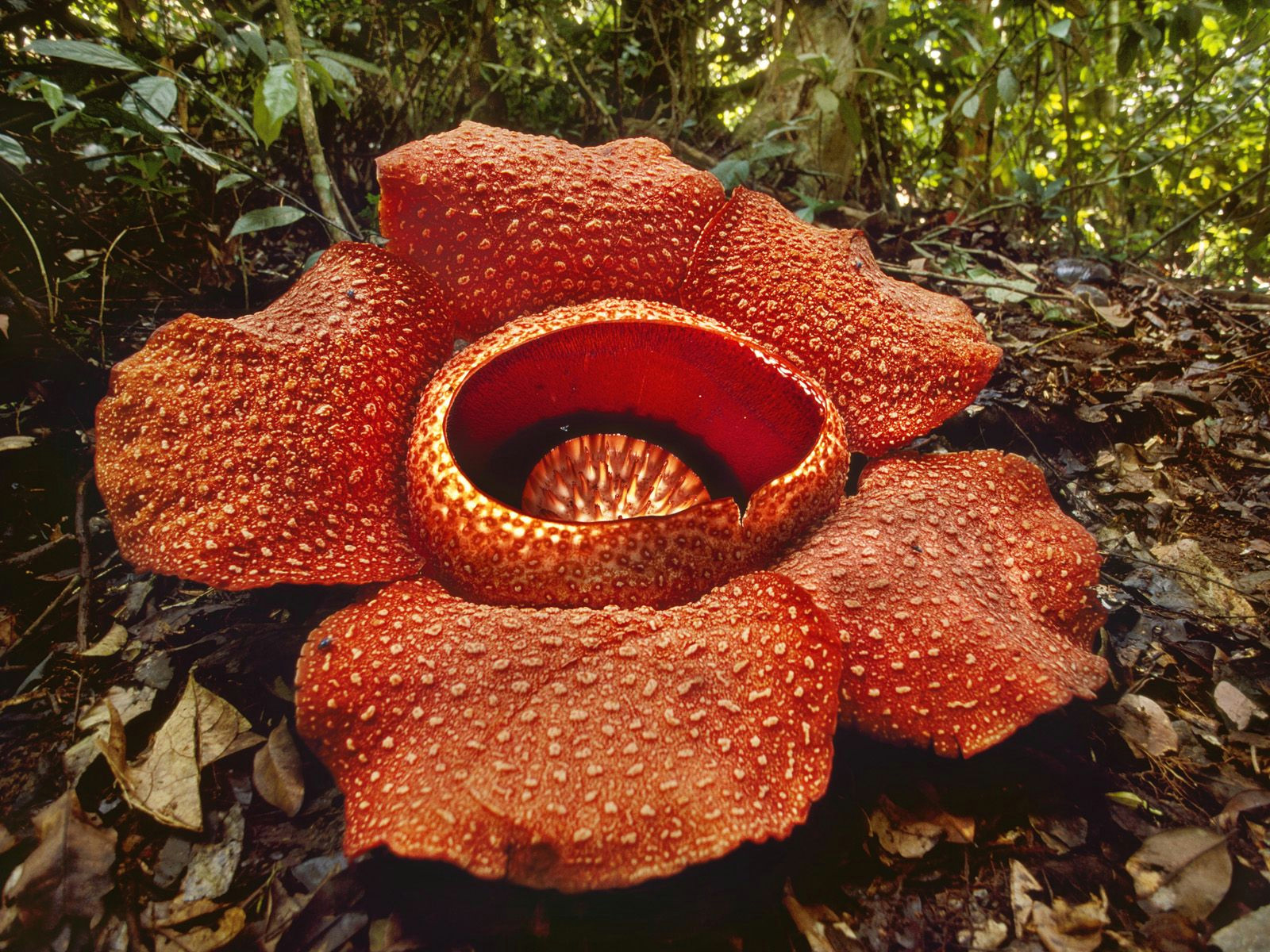 rafflesia flower kinabalu national park malaysia