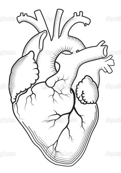 the internal human organ anatomical structure