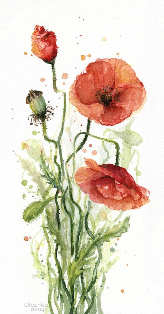 red poppy flower watercolor painting giclee art print floral etsy