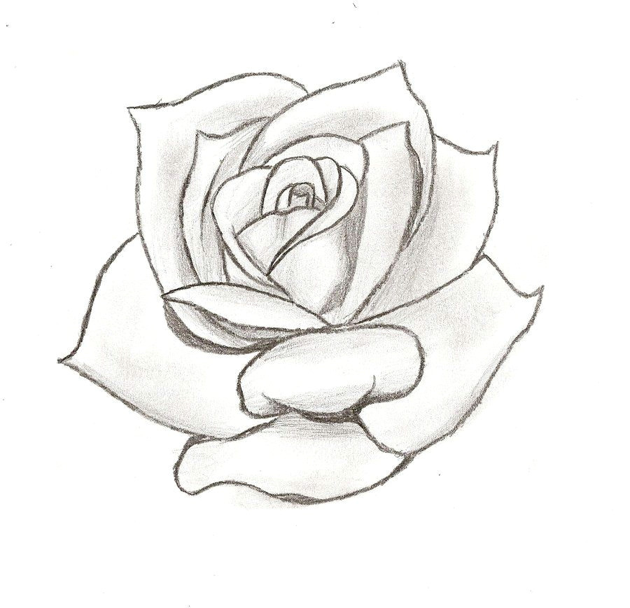 line drawing rose cliparts co