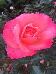the beautiful red rose jpg