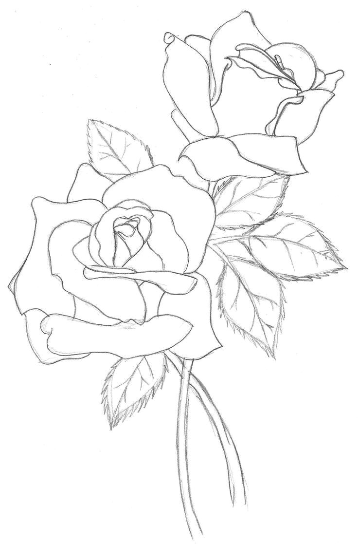 drawing a rose realistic