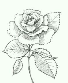 awesome rose drawings drawing of a rose rose outline drawing rose drawing simple