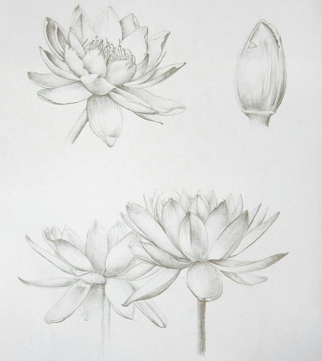 pencil drawings of flowers art drawings drawing flowers leaf drawing sketch drawing