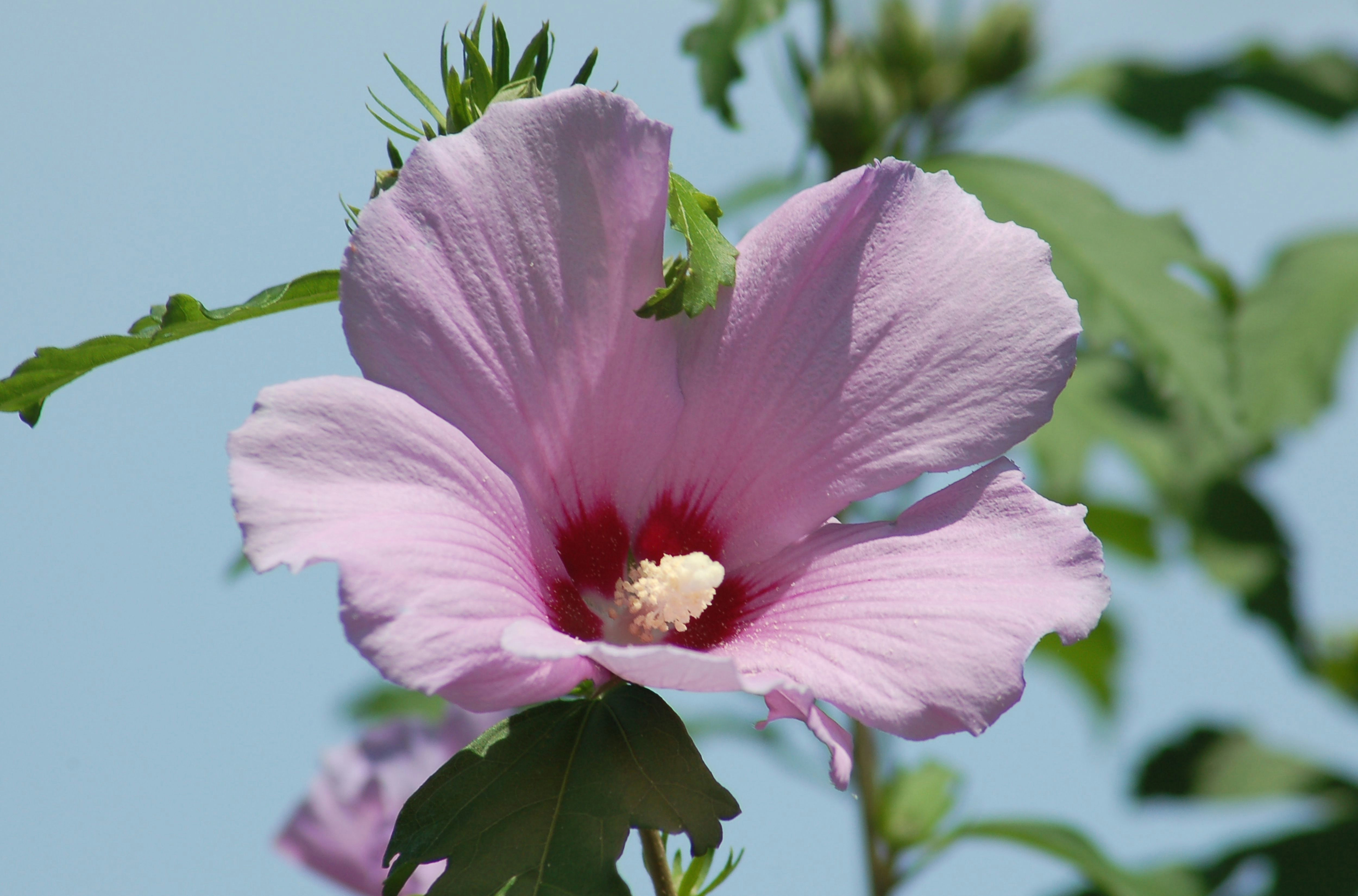 pink rose of sharon flower with deep pink throat and prominent stamen
