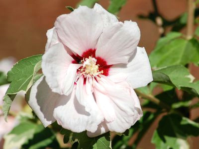 double your pleasure with a double flowered rose of sharon