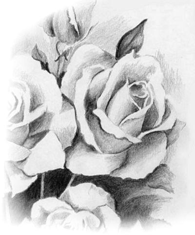 desenhar rosas line sketch line drawing drawing sketches tattoo drawings paper