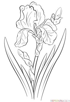 how to draw an iris flower step by step drawing tutorials more iris drawing