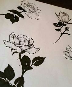 rose drawings rose paintings