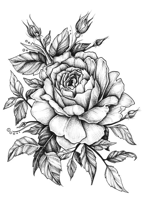 Drawing Of Rose Tattoo Design Rose with Banner New Easy to Draw Roses Best Easy to Draw Rose