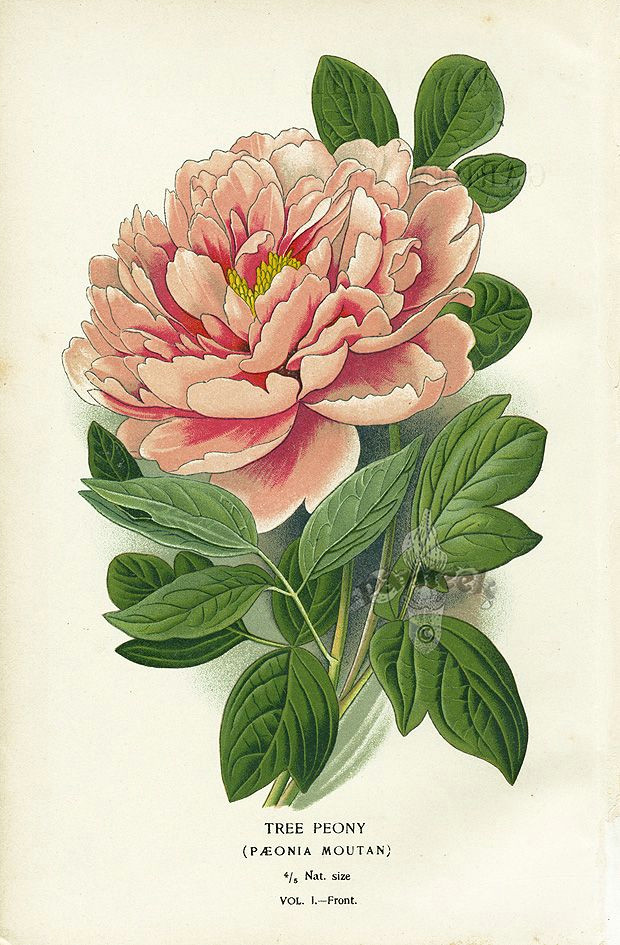 tree peony panteek is a huge online gallery of antique botanical prints