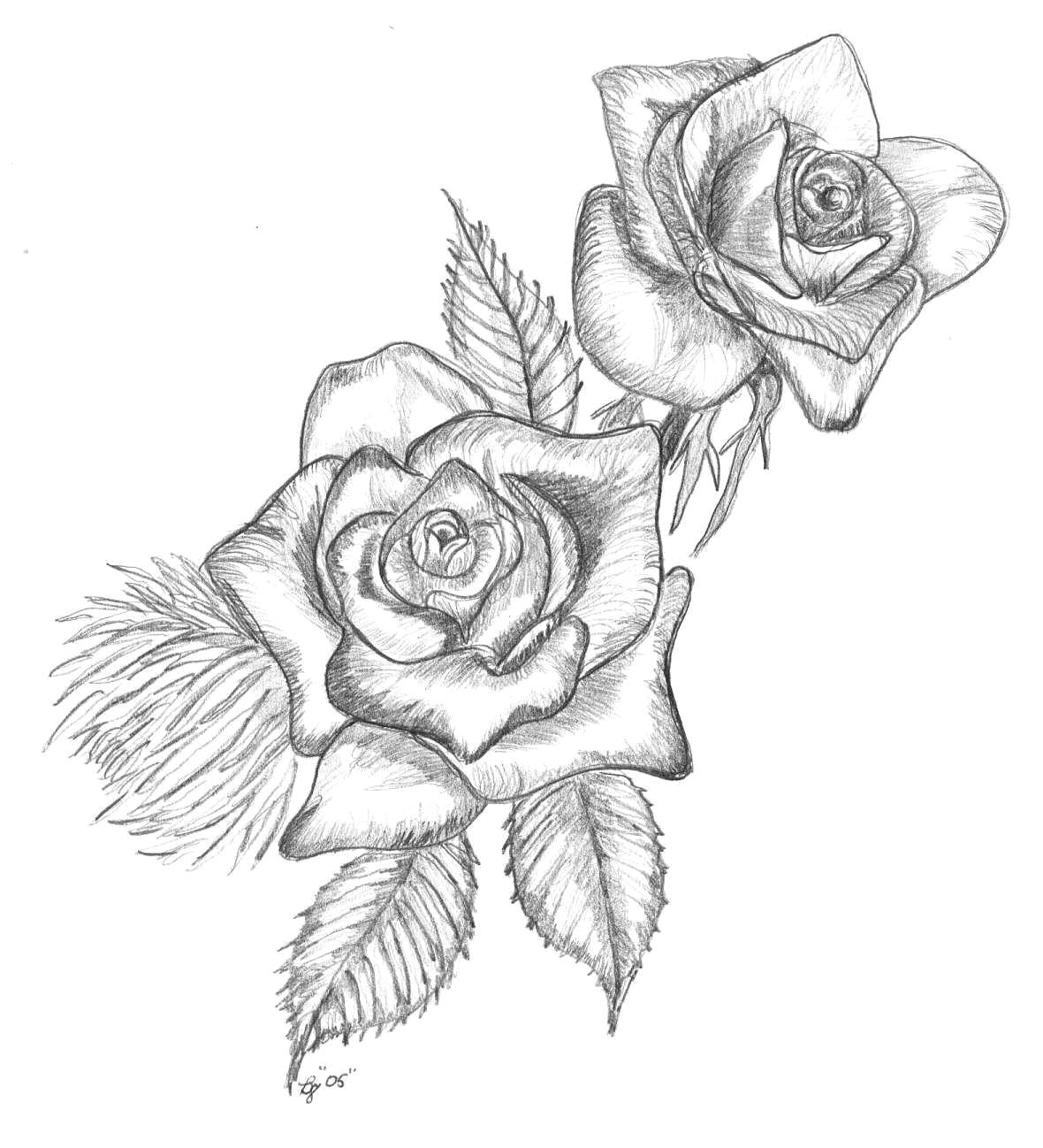 roses drawings