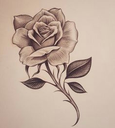 on instagram early early morning rose inkdmonkey yahoo com losangeles westcoast mycrazylife rose southbay rosesketch pencil sketch chango