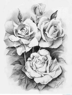 draw beautiful roses creative artistic people tattoo help yahoo