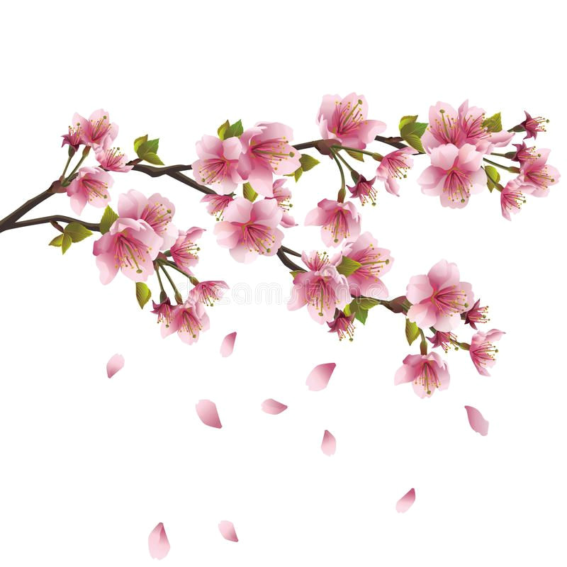 download sakura blossom japanese cherry tree stock vector image 28535798
