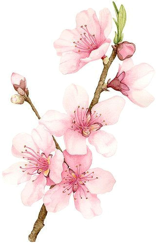 Drawing Of Sakura Flower Peach Blossom Cherry Blossoms Watercolor Watercolor Flowers
