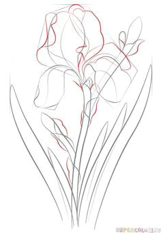 how to draw an iris flower step by step drawing tutorials flower drawing tutorials
